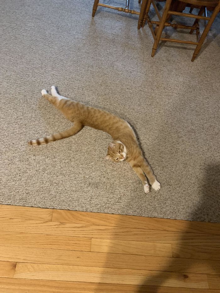 Ahh! Spilled My Liquid Cat All Over The Carpet, What A Shame