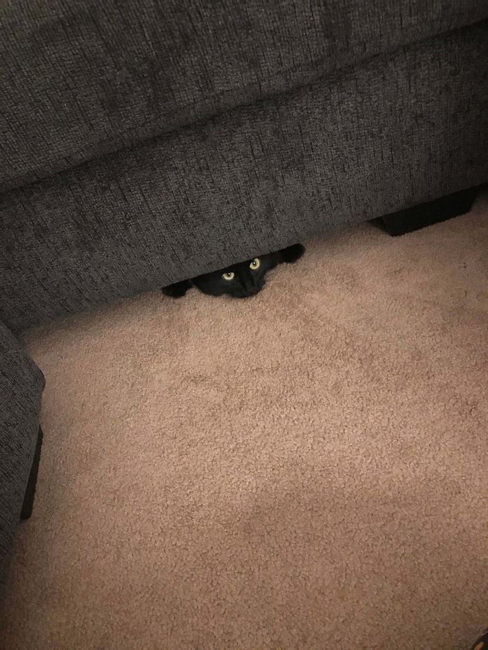 Adopted Her Today! Finally Peeking Out Of The Couch