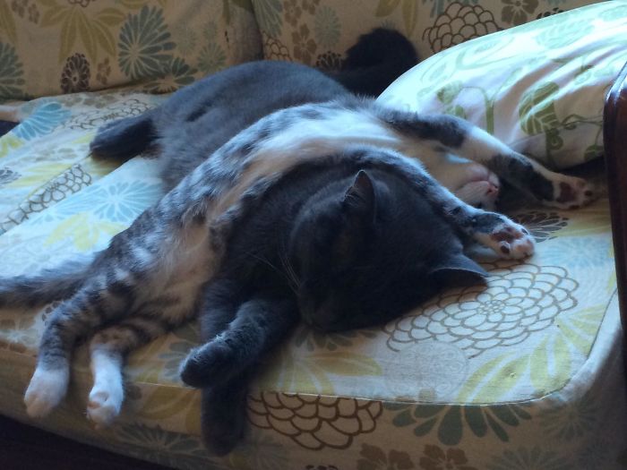 Shadow Is My Beautiful Grey Chonk, And Zelda Is The Weird Noodle Draped Over Her. This Picture Is Taken A Couple Years Old, From When Zelda Was An Adolescent Spaghetti