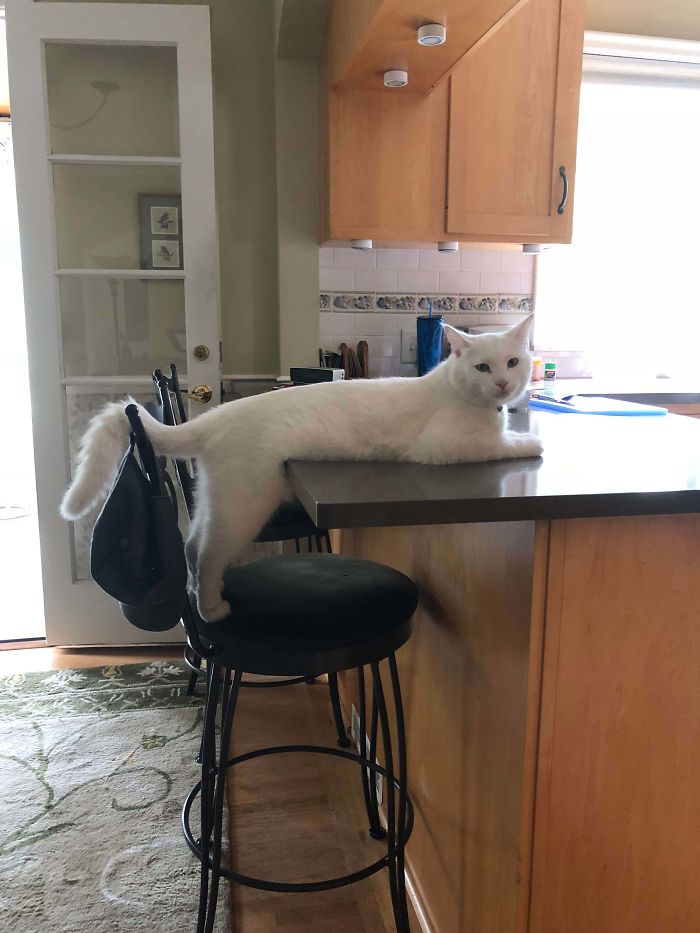 My Cat Isn’t Allowed On The Counter, But He Likes To Push Our Limits