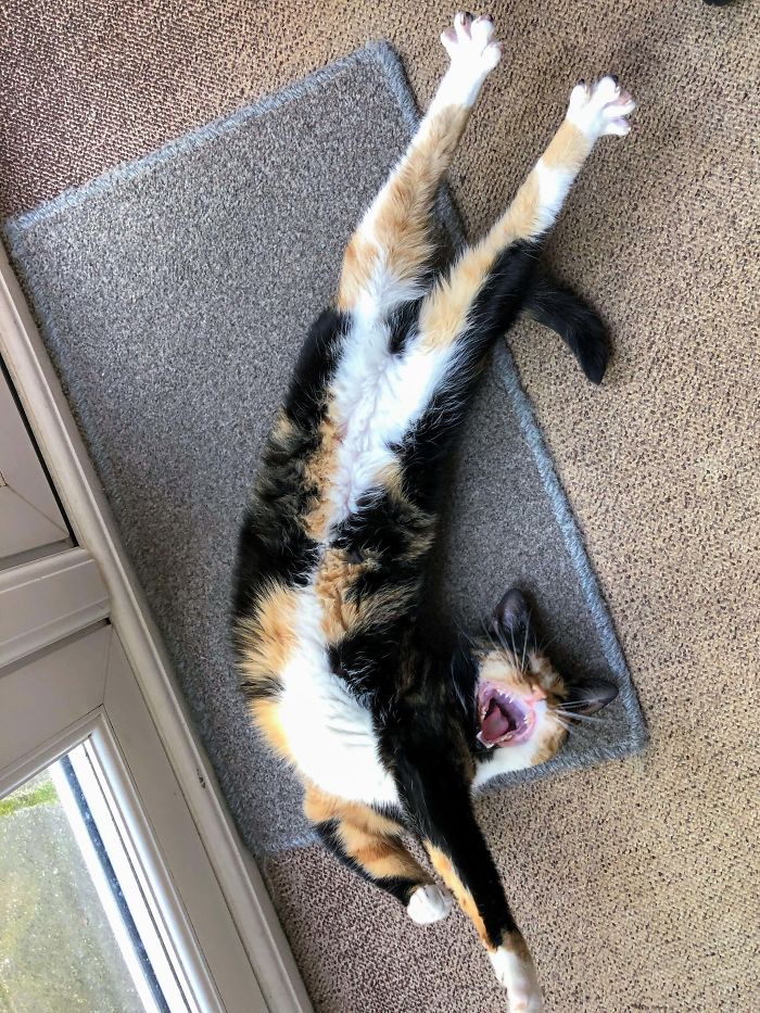 This Was A Cute Pic Of My Cat, Sausage, Stretching Until She Yawned