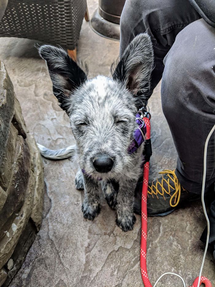 Rescued Blue Heeler Pup At Coffee Shop