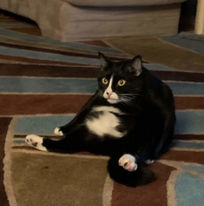 I Think My Sister's Rescue Cat Is Broken...