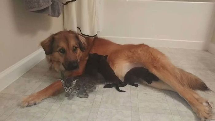 Good Girl Being Momma For Adopted Kittens