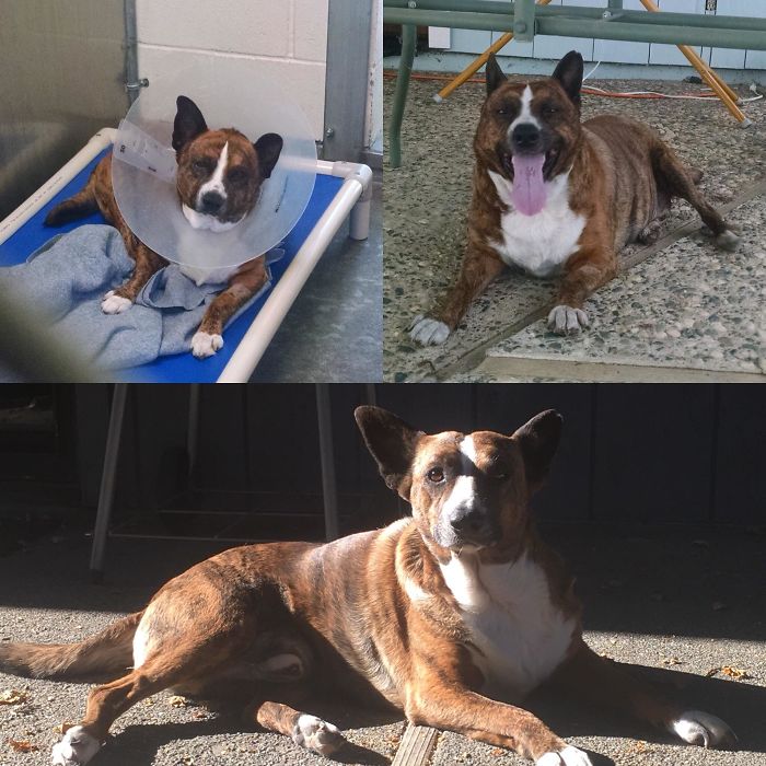 First Pic Is Him In The Shelter, Second Pic Is The Day Of Adoption, Bottom Pic Is Now. Meet Bear, Everybody!
