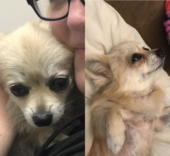 10 Years Old And Dumped At The Pound Covered In Flea Bites And Scars Once She Could No Longer Have Babies. My Mom Adopted Her 3 Weeks Ago And She’s The Best Little Old Lady She Could Ask For