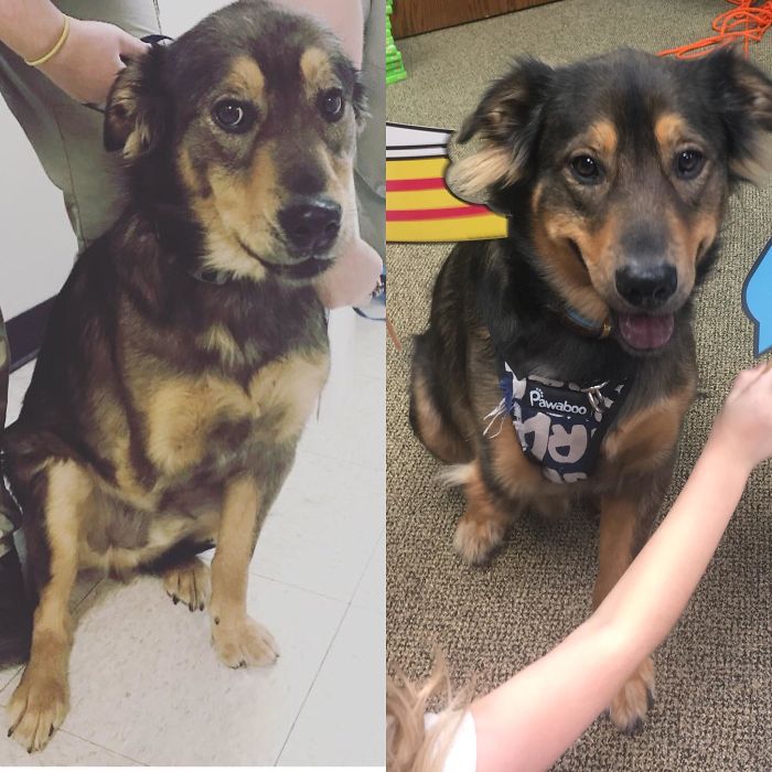 My Tri-Pod, Hobbles, Before And After Adoption. From Timid And Afraid To Happy And Loved By Anyone He Meets!