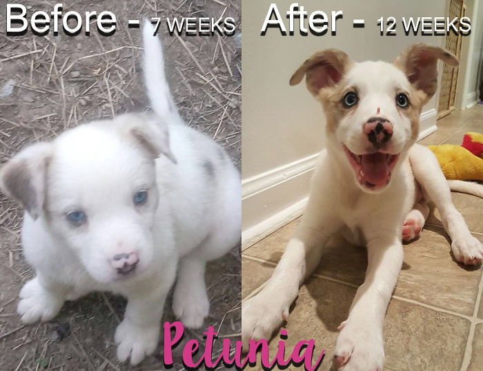 Our Little Lady Was Found With The Rest Of Her Litter In An Abandoned Building, Covered In Fleas. Now, She's A Happy, Healthy Puppy!