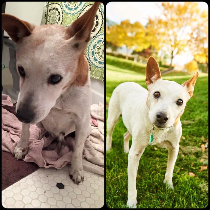 Elderly, Abandoned And Left For Dead, Full Of Tumors, Skin And Bones vs. Two Years Full Of Love, Treats, Hikes, (And Vet Care) Later. My Little Love Bug, I Will Meet You At The Rainbow Bridge