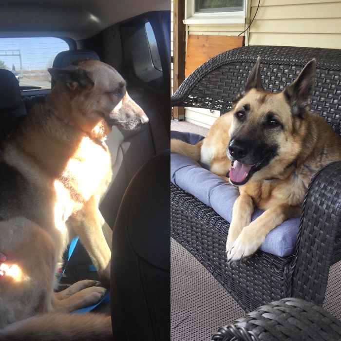 On Our Way Home From The Shelter vs. 8 Weeks Later 