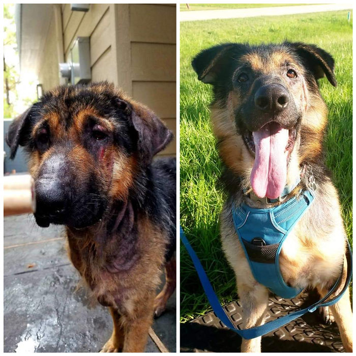 Rambo Was Left Behind By His Family And Found Tied Inside A Dark Shed By The New Owners. Here's His Before And After