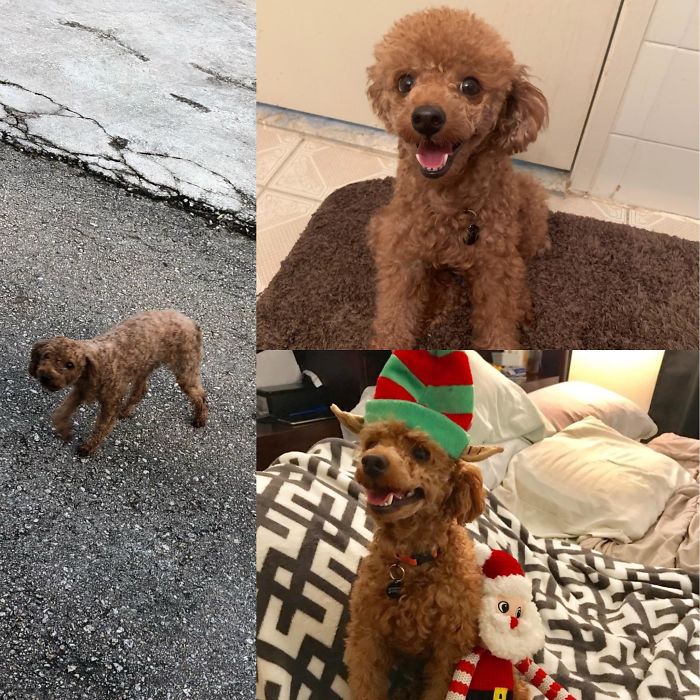 Coco - 2 Months Ago And Now. I Can't Believe Anybody Would Abandon Such A Smart And Cute Dog.