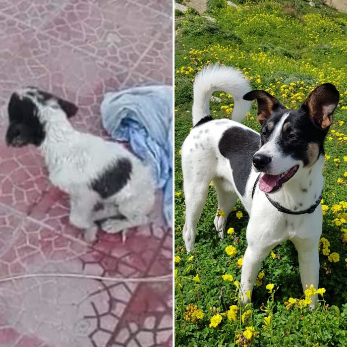 Jamie. A Sicilian Stray Found Crying, Unable To Walk With A Cracked Skull. Adopted This Day 21-07-2017 Living The Island Life In Malta