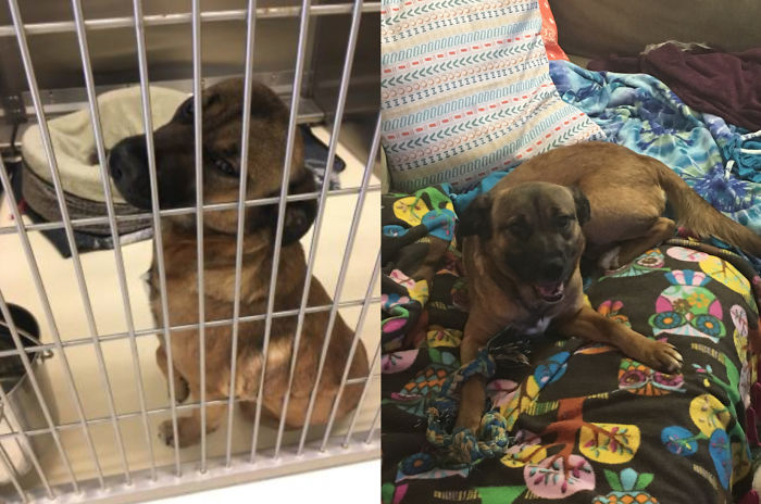 Just 5 Days Ago, Barley Was A Scared Dog Stuck In Her Second Shelter Who Urinated On Herself Out Of Nervousness. Now She's Already Well On Her Way To Confidence And Adjusting To A Spoiled New Life!