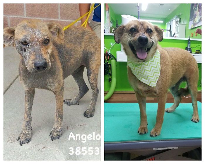 My Moms Pup, Roscoe, Was Found Somewhere In Texas, Completely Covered In Mange And About To Be Euthanized. He Was Brought Up To Oregon, Where My Mom “Failed” At Fostering Him And Made Him A Permanent Member Of The Family. This Is Him The Day He Was Found In Tx (1.5 Years Ago) And Him Now