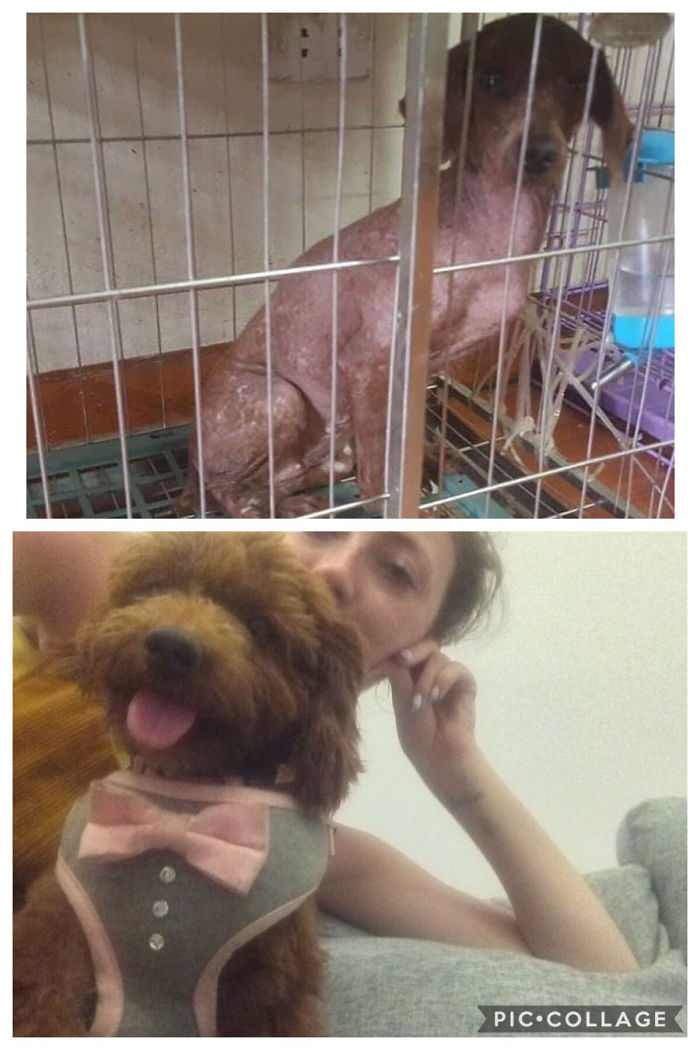 Our Pup Was Found Covered In Mange And Left To Die In A Rubbish Dump. Now, She’s Super Spoiled!