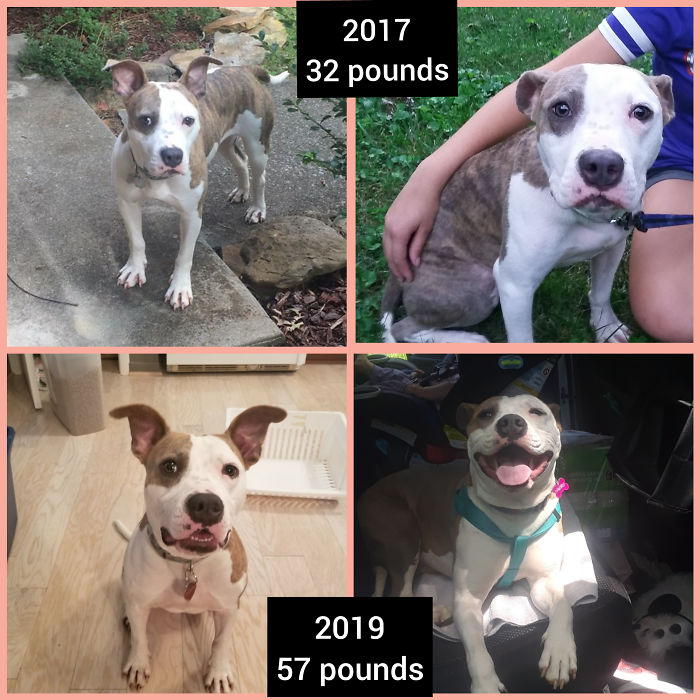Shelter Dog To Spoiled Dog. She Was Scared, Anxious And 25 Pounds Underweight. Take A Look At Those Face Gains!