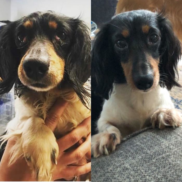 Our Boy Oscar At The Shelter And After A Few Months Of Joining Our Family
