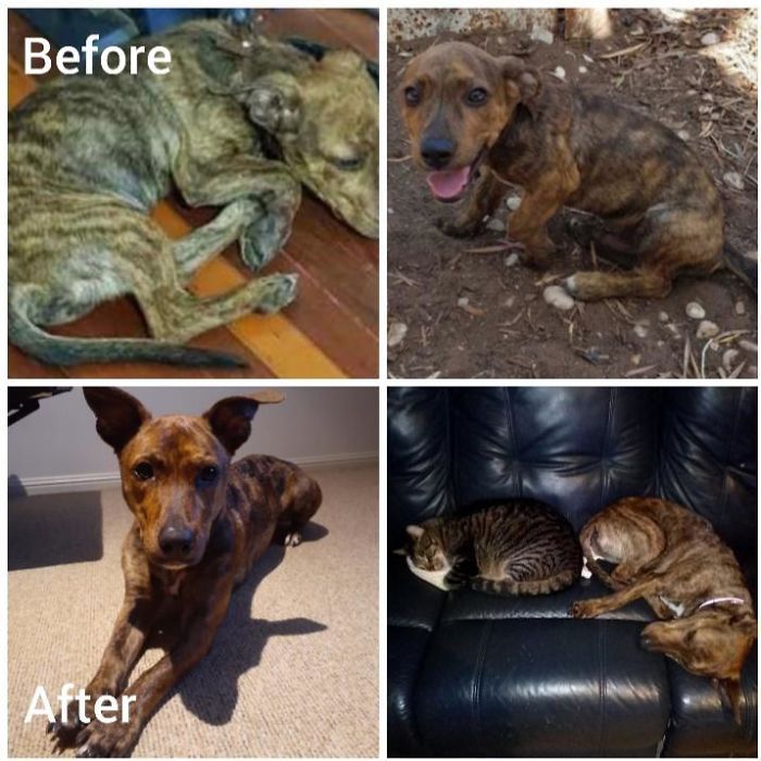 Bones Was Found On New Years Eve Last Year Starving And Terrified, He Has Come So Far