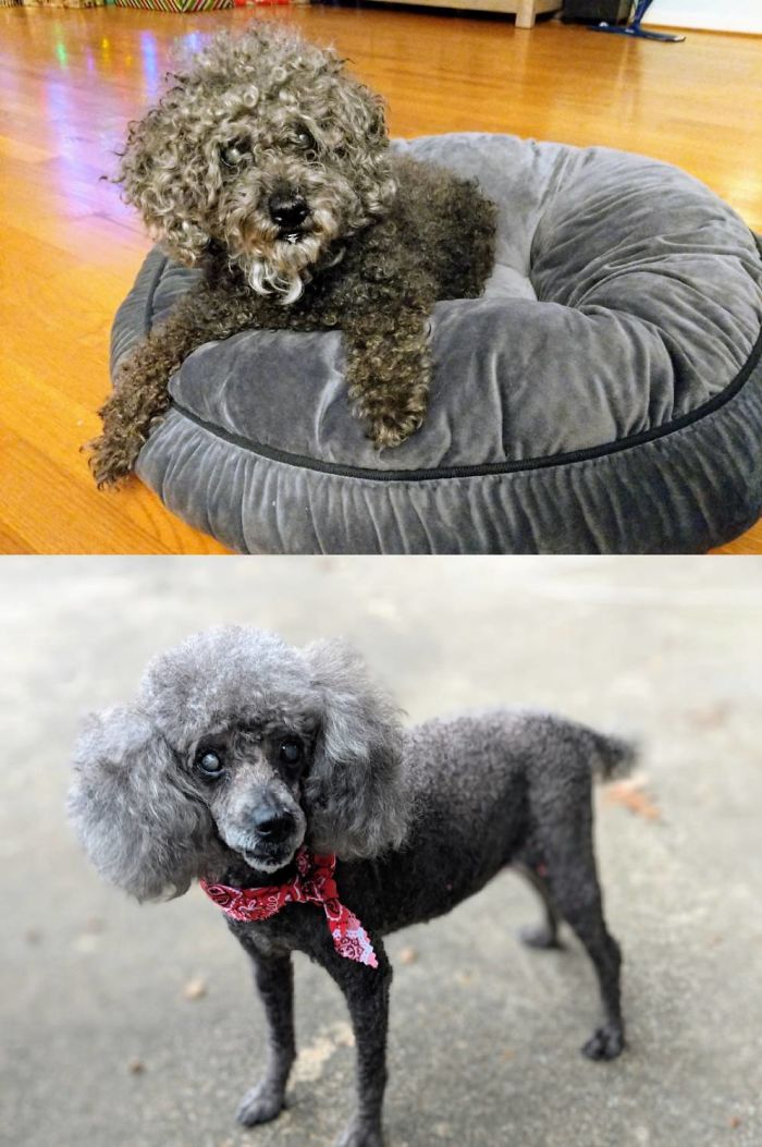 Senior Toy Poodle We Adopted From The Pound - She Was Found Wandering With No Collar, Supposedly Blind, And Completely Deaf. Turns Out She's Only 80% Blind But Desperately Needed A Haircut. (The Before Pic Is In Our House, The Pound Took Down The Listing) She's Happily Retired In Our House Now :)