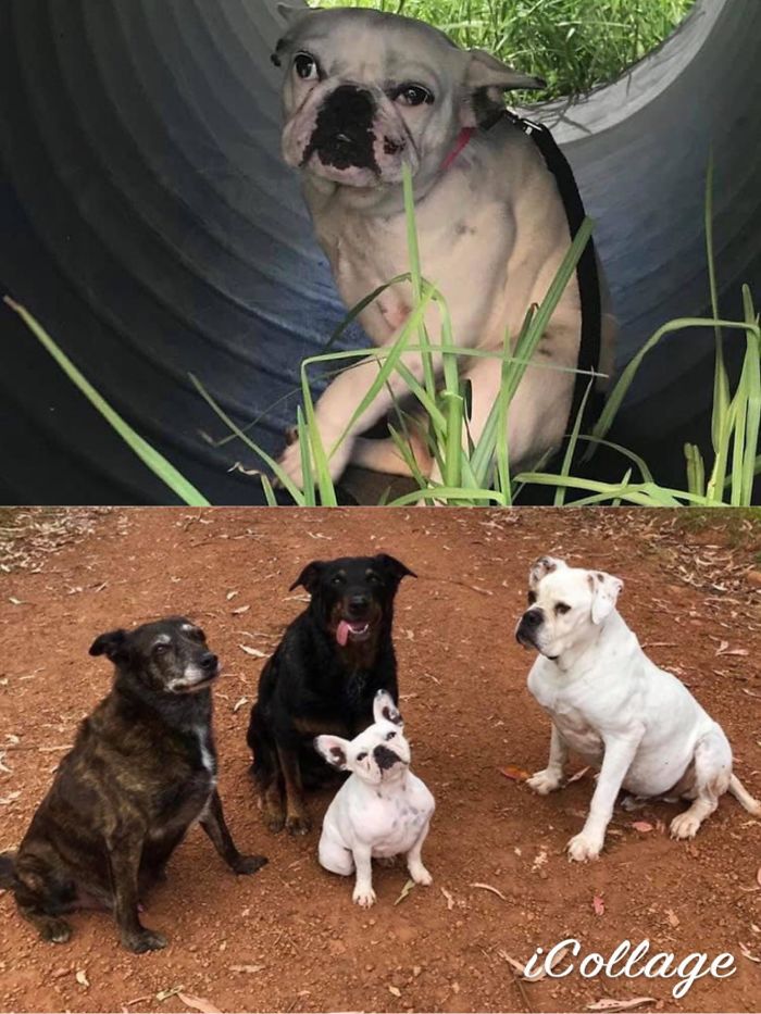 My Friend Has Had Little Cherry For A Year, This Is Her Before And After. The Before Photo Was Taken The Day They Did A Dog Meet And Took Her Home On Foster. She Was Rescued From A Backyard Breeder And Has All Kinds Of Health Issues, Including Major Spine Issues And Wasn’t Expected To Live Very Long