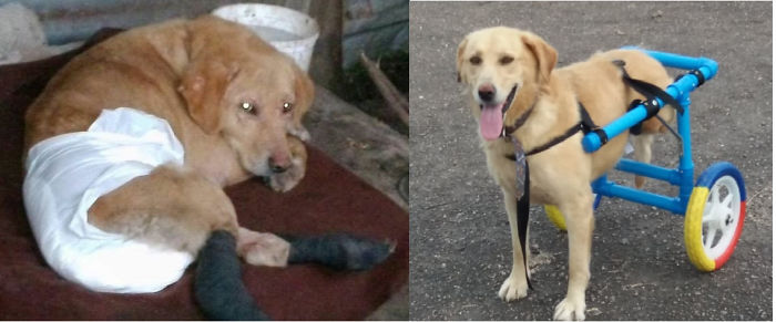 From Adoption Day To Current Day, Tincho's 2 Year Transformation