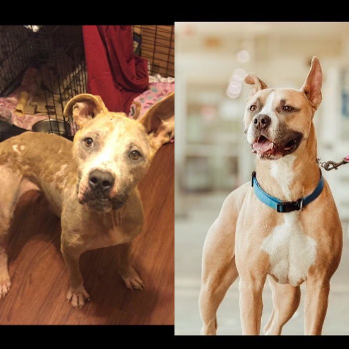 Before And After Adopting My First Dog