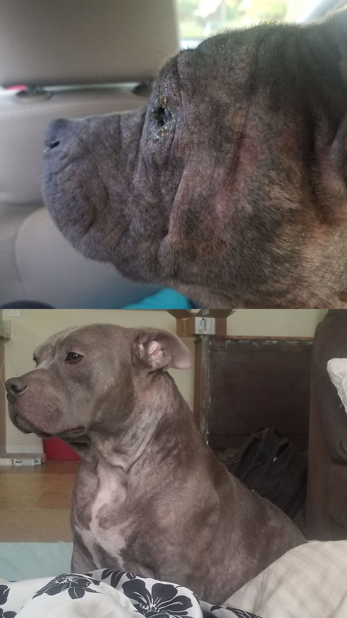 Hey Everyone! This Is Rimosa, Rimi For Short. She's A 3yr Old Blue Nose Pitbull Terrier That I Rescued About 9 Weeks Ago. She's Recovering Well And Starts Heart Worm Treatment Soon. The Top Picture Is The Day I Brought Her Home vs. The Bottom Pictures Being Taken A Few Days Ago