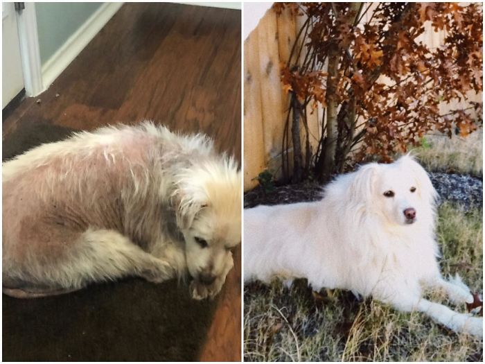 Exactly A Year Ago Today, Our Pup Was Rescued As A Stray. Her Fur Was Almost Completely Gone And She Was Just Generally In Really Rough Shape. She Had To Wear Sweaters To Keep Warm. Today She's The Fluffiest, Prettiest Dog On The Block!