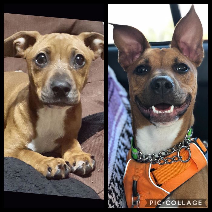 Our Buddha - From Shelter To Family In Just 6 Months