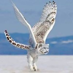 majagrozdanova avatar