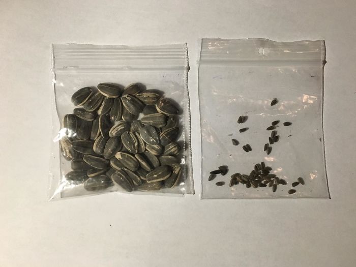 50 Seeds Each From Cultivated Sunflower (Left) And Wild Sunflower (Right). Both Are The Same Species
