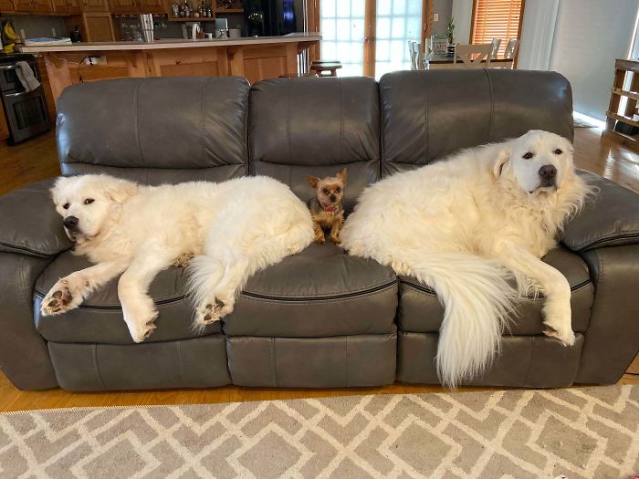 They Leave Just Enough Room For Their Sister