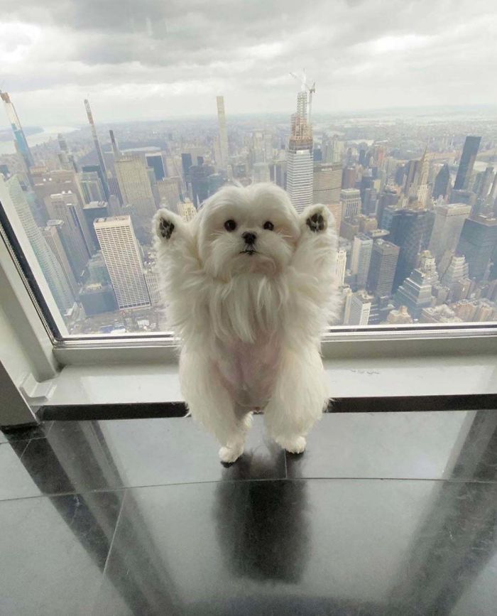 This Pupper Loving The Top Of The Empire State Building