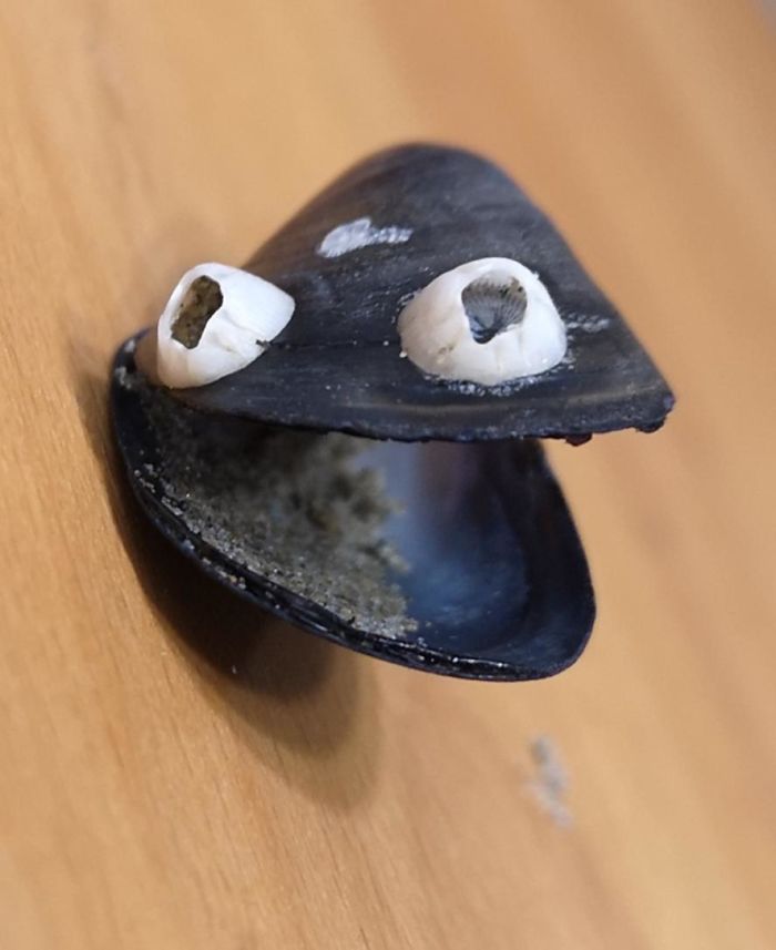 I Found A Mussel With Natural Googly Eyes