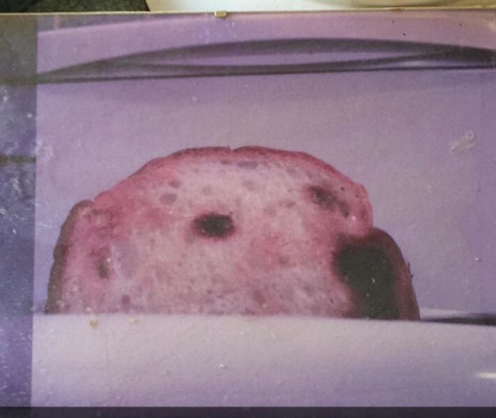 This Framed Photo Of A Slice Of Toast That Looks Like A Dog Peaking Out Of The Toaster