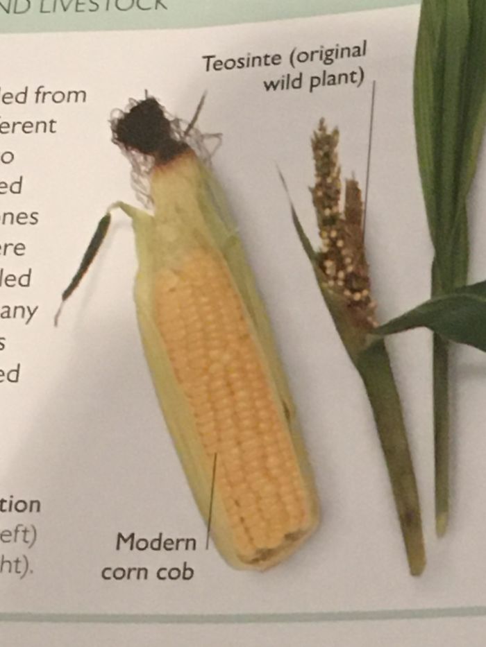 La diferencia entre el maíz moderno y antes de ser domesticado