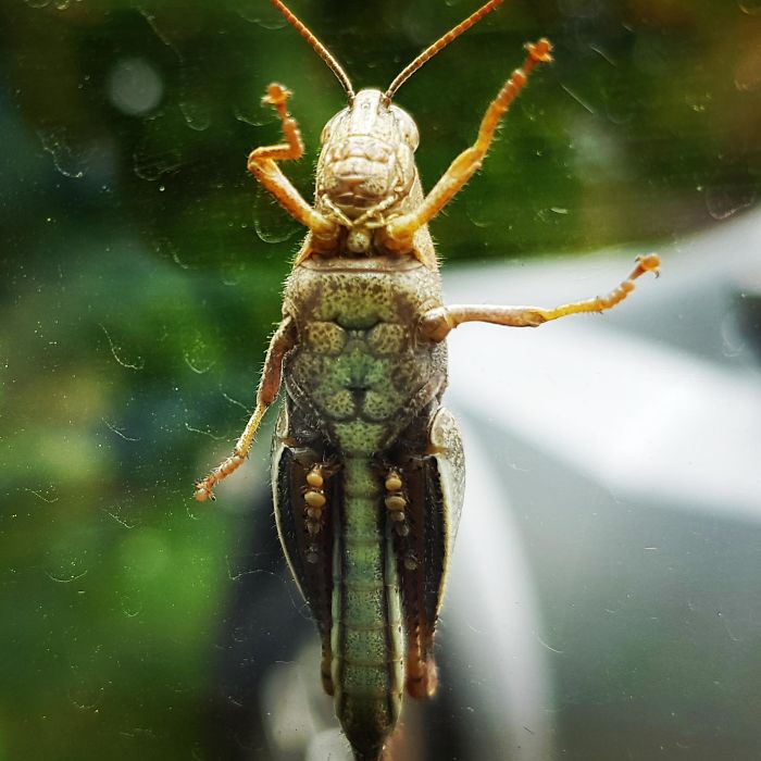 There Is A Lion Wearing Sunglasses On The Belly Of This Grasshopper