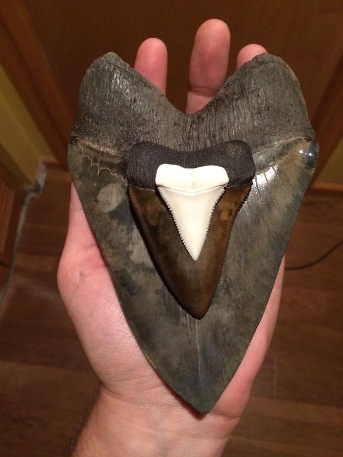 6 5/8 Inch Megalodon Tooth, 3 1/8 Inch Fossil Great White And 1 1/2 Inch Modern Day Great White Tooth