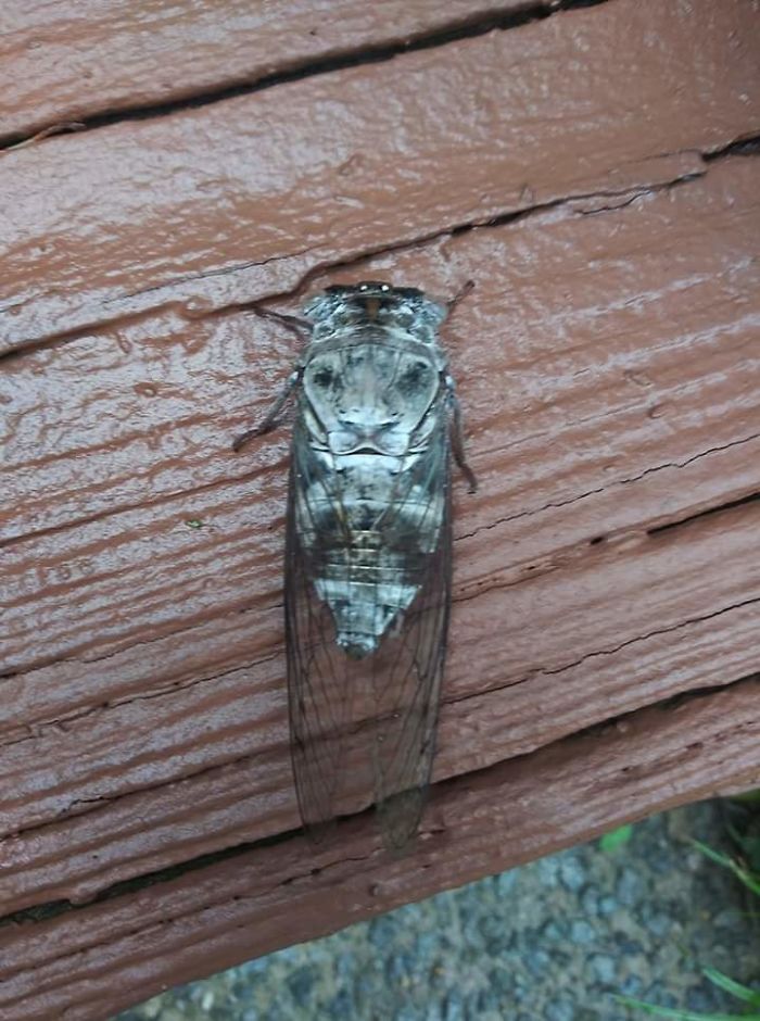 This Locust With A Lion's Face On Its Back