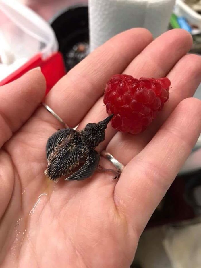Tiny Baby Hummingbird Compared To A Size Of A Raspberry