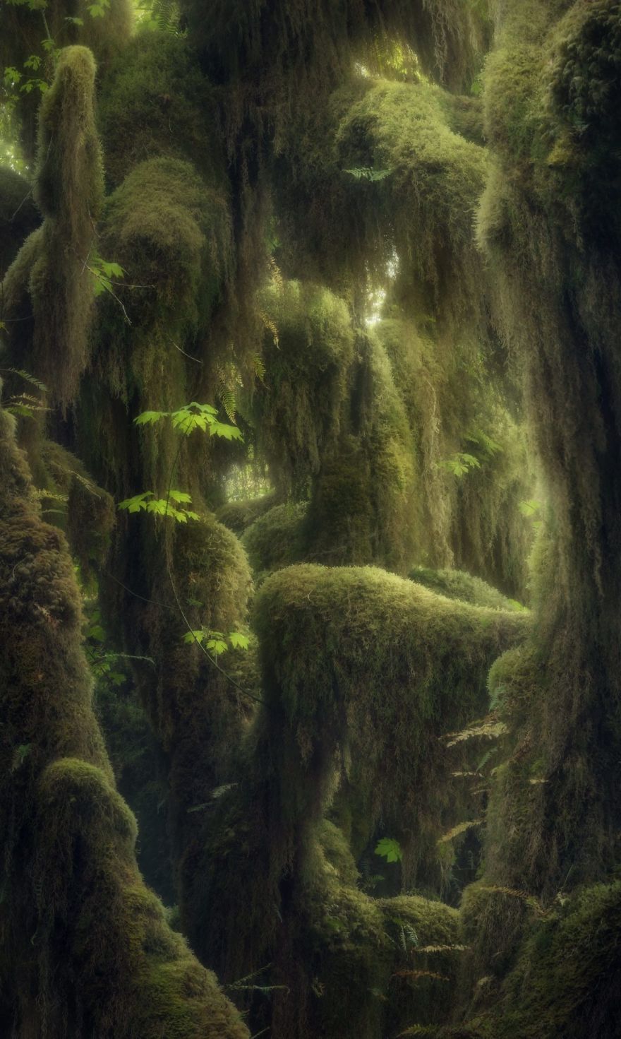 Hoh Rainforest, Washington, USA By Blake Randall