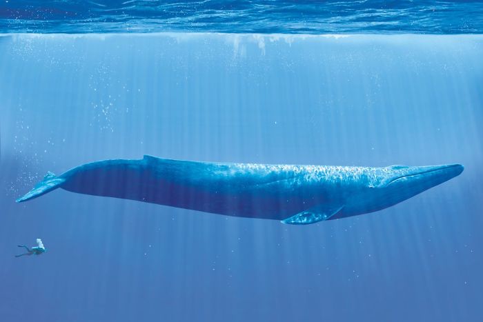 El mayor animal que existe, la ballena azul, comparada con un buceador