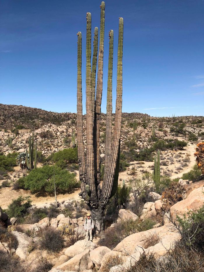 ¿Sabíais lo grandes que pueden ser los cactus? Ahí abajo estoy yo