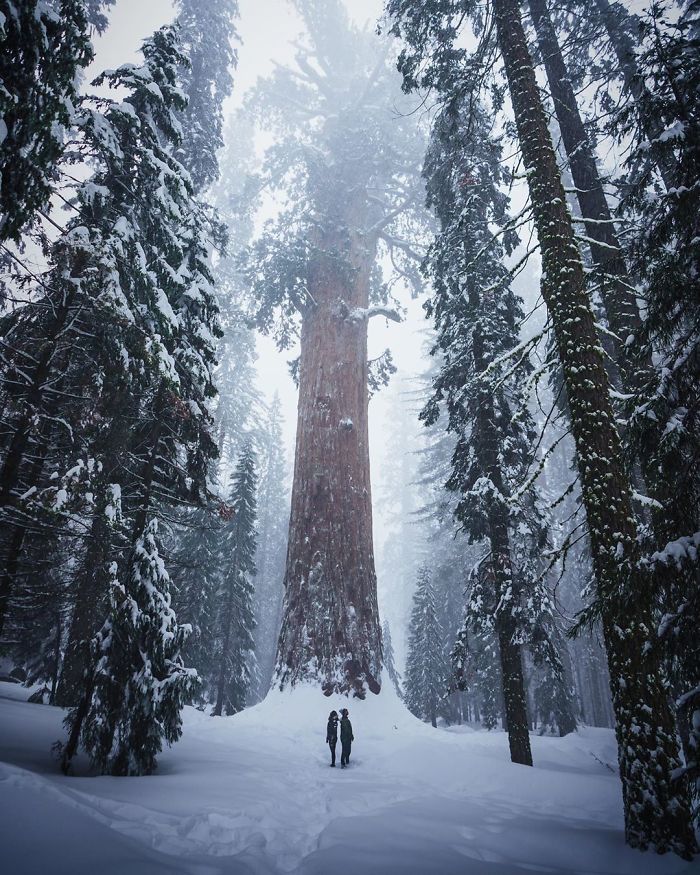Humans Compared To Majestic Sequoias In The Winter