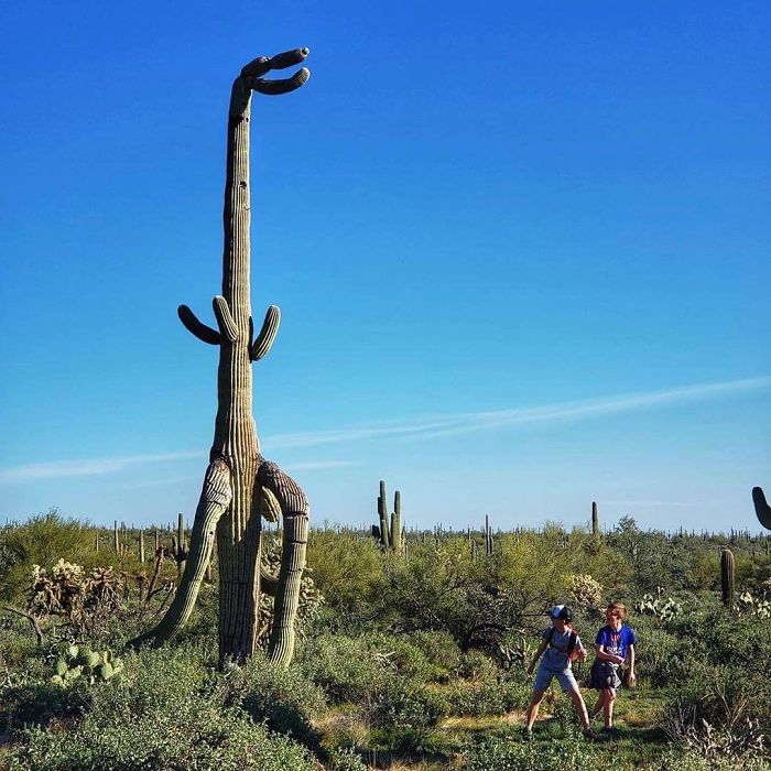 Cactus en forma de T-rex