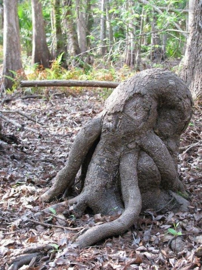 Found This Stump That Looks Like Cthulhus Skull