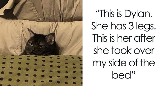 32 Funny Times People Realized How Mean Their Cats Actually Are