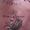 mselishea avatar