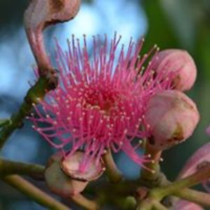 deborah_mitchell5 avatar